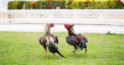 one week conditioning sa manok|Sabong Preparation Tips Para Masiguro Ang Panalo Sa Rueda.